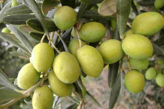 MDiretta's tweet photo. L’olio d’oliva di qualità protagonista a Taormina Gourmet on Tour: masterclass e oil bar Masterclass e oil bar dedicati al mondo dell’olio di oliva di qualità.
https://t.co/YVW4nHb52B https://t.co/m6w64IMO6U