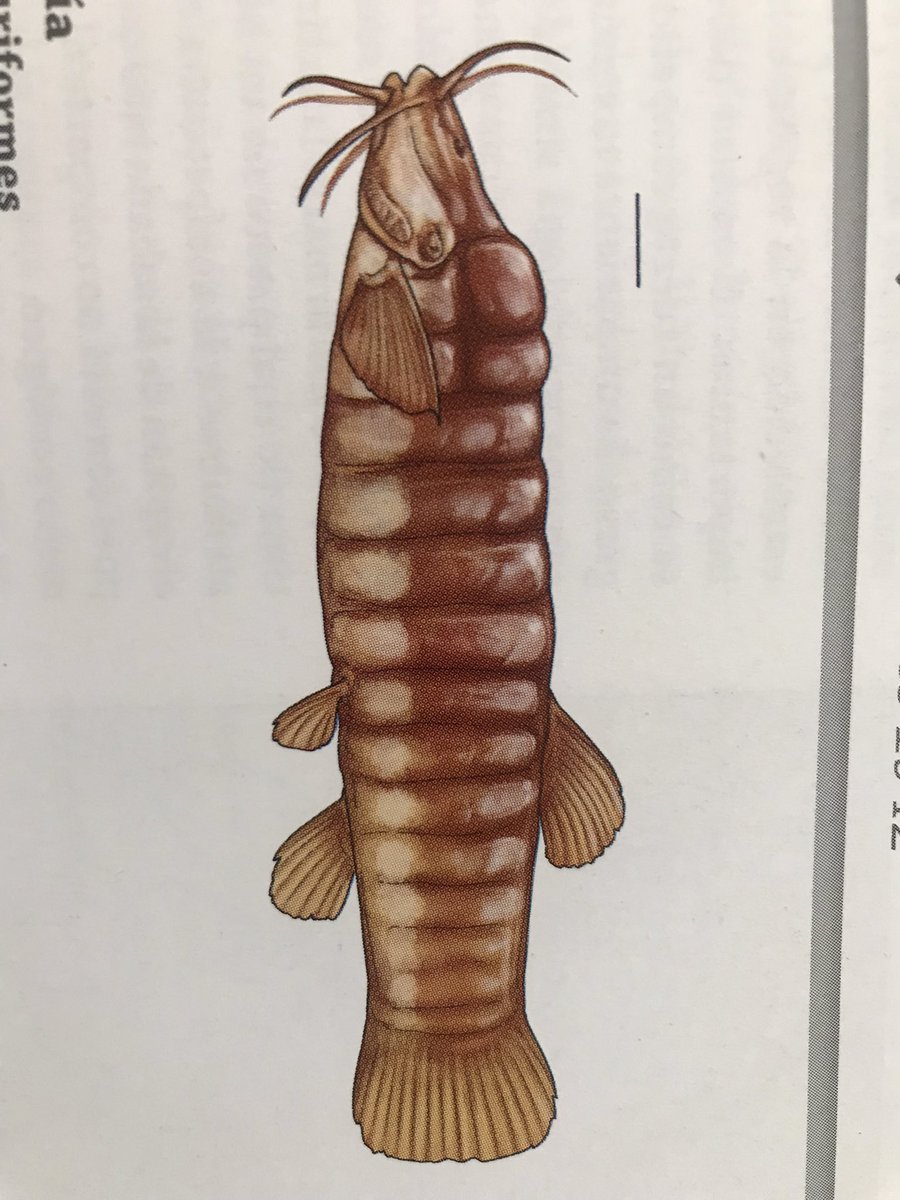 El misterioso pez graso de Tota es conocido por tener 6 a 8 anillos o capas de tejido adiposo. En su interior encontramos pequeñas células grasas (adipositos), de función desconocida. Gracias E. López (UIS), <a href="/hdagudelo/">Henry Agudelo</a>. <a href="/inst_humboldt/">Instituto Humboldt</a> <a href="/Shoal_Org/">SHOAL</a> <a href="/rewild/">Re:wild</a>