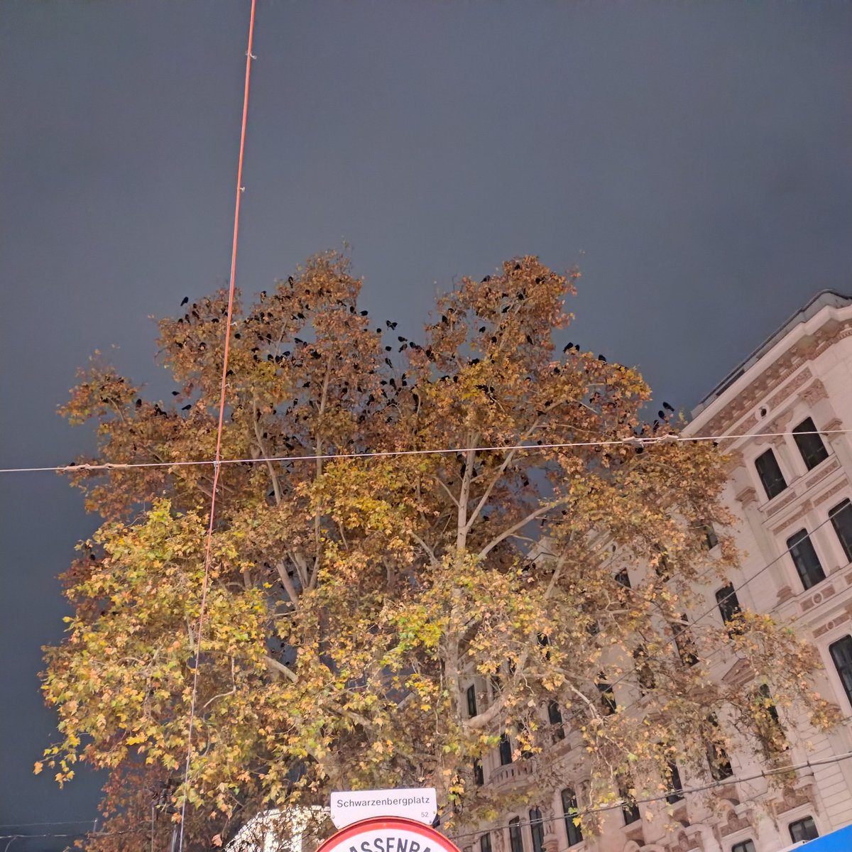 If you ever wanted to know where a flock of corvids spend the night 😁 if my app is right, they're jackdaws and rooks. Possibly also some carrion crow and hooded crow, they also live here nearby. I always wondered about the amount of droppings below these trees 🤣