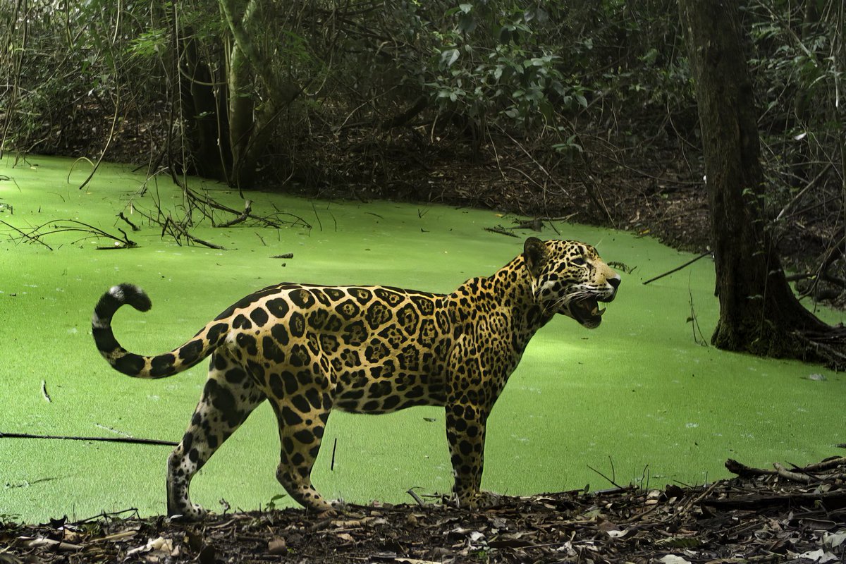 Feliz día del Jaguar. 

Parque Nacional Laguna del Tigre, Guatemala.