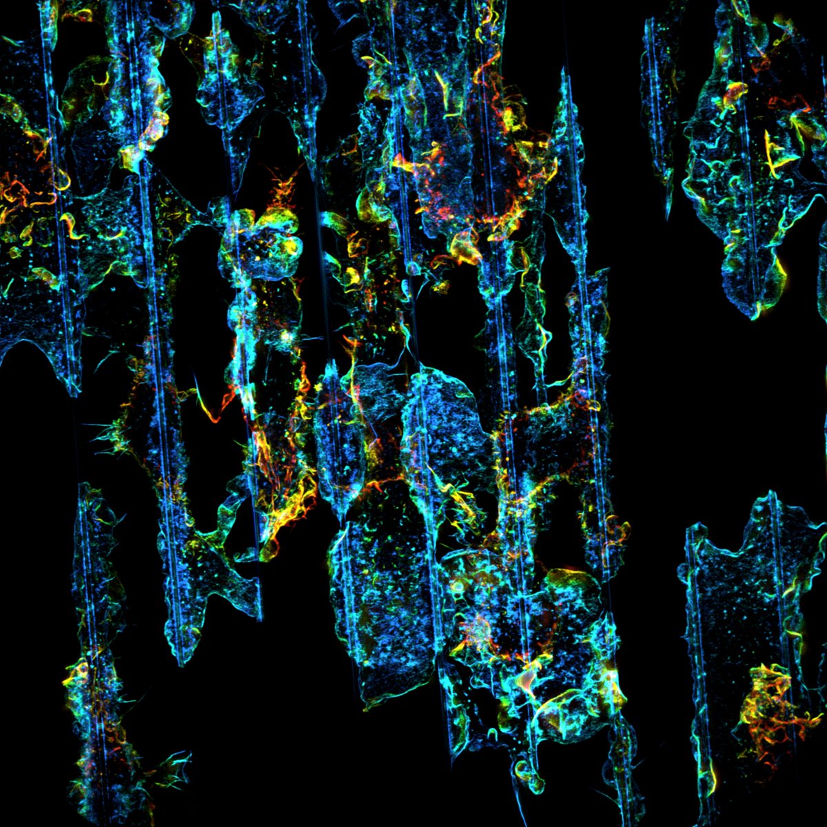 #fluorescencefriday #macrophages on nano-ridges stained for #actin . Imaged with <a href="/zeiss_micro/">ZEISS Microscopy</a> elyra 7
 #cytoskeleton #microscopy #cellbiology