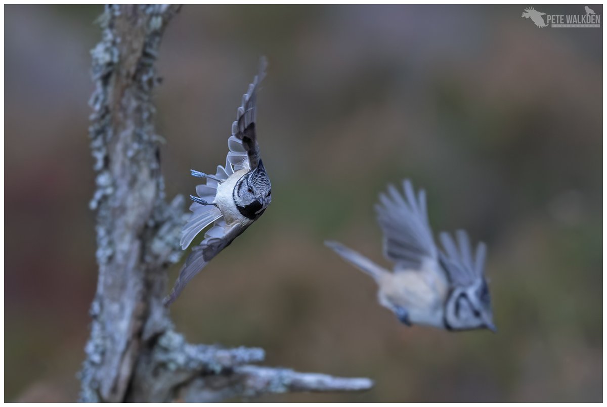 Crested Tit - chasing another one away, in a woodland today. From a #workshop I was running, for photographing crested tits. #crestedtit #birdphotography #Highlands #Scotland #ThePhotoHour