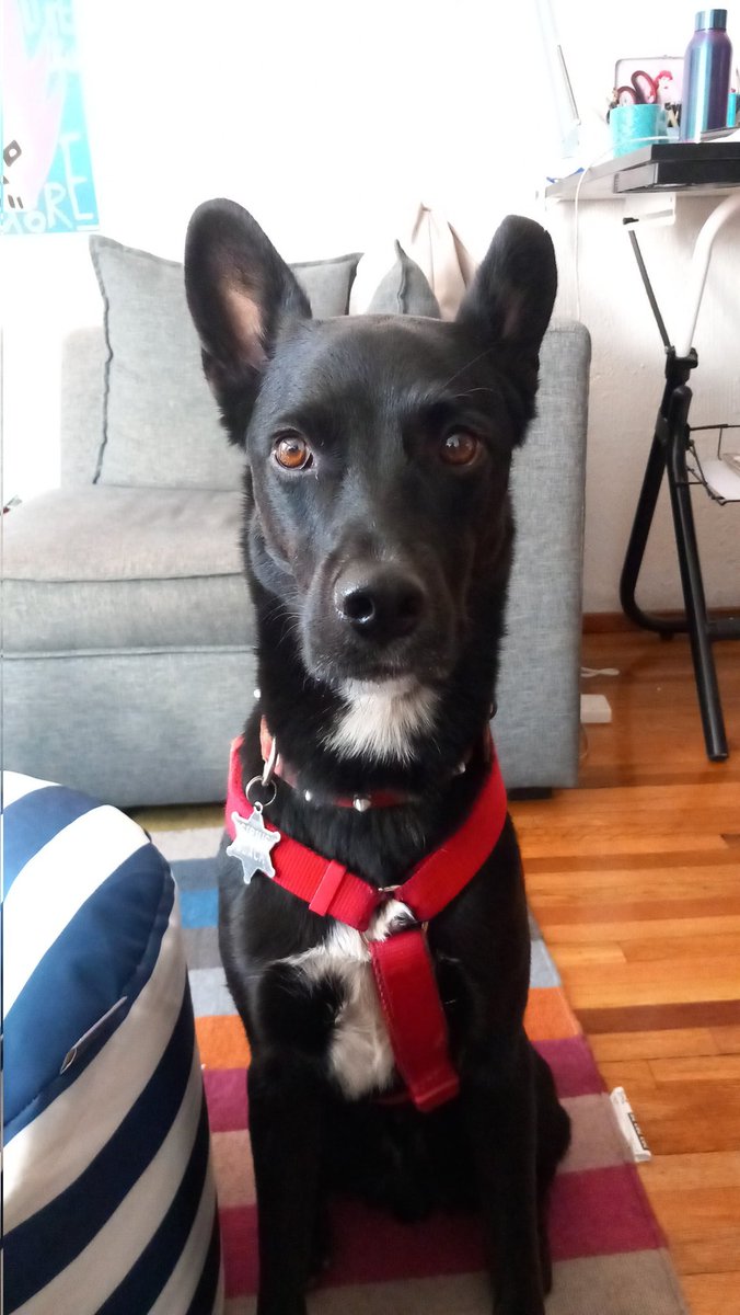 laus_pms's tweet photo. Chiru el perrito encantador: hoy le regalaron no una, sino CUATRO galletas en el café de las mañanas, solo por que tiene mirada de mustio 🖤 https://t.co/uokOVSUihT