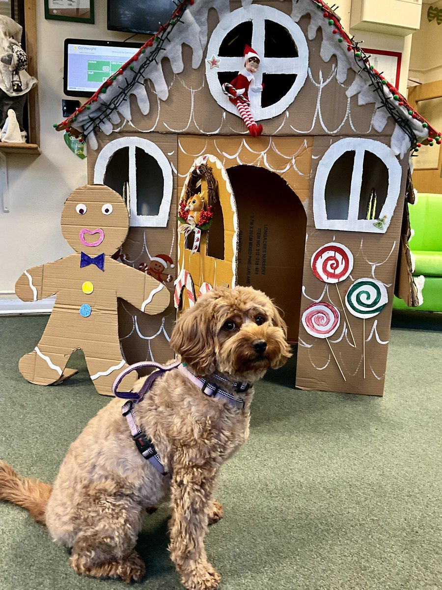 toffee_tweets's tweet photo. Toffee is enjoying this ginger bread house made by one of our Year 4 pupils and his mum. It’s ideal for the Christmas Fair tomorrow. #schooldog @ConnaughtSch @TAMATschools https://t.co/cabnacFFb8
