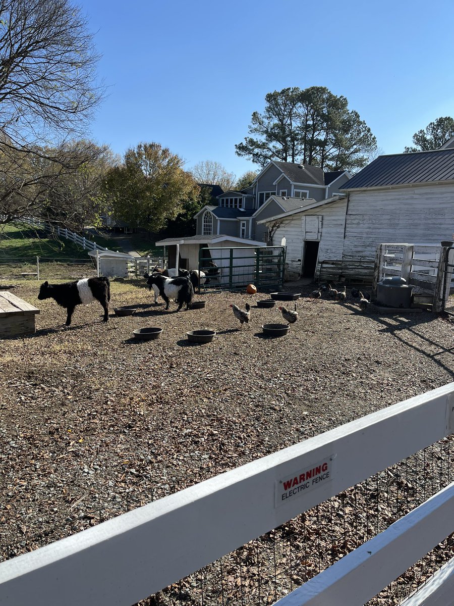 One of my favorite things to do is coffee + bookstore browsing. Seeing the farm animals on this coffee run at Belted Goat is also a nice bonus.