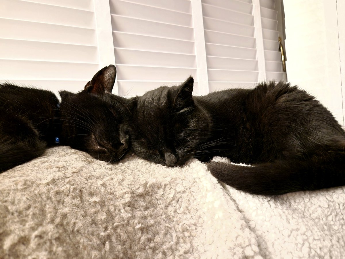BlackCatJewels's tweet photo. @Number10cat @themayhew Always our first choice here!! Black cats are best!! Here are my two, Bertie and Rosie 🐈‍⬛️🐈‍⬛️ https://t.co/e3Vbjv6csh