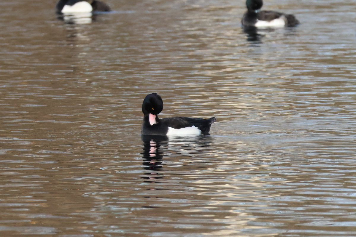 #TuftedDuck proving that even if you do have a pink bill instead of blue, it is still excellent for preening. @WhitlinghamCP