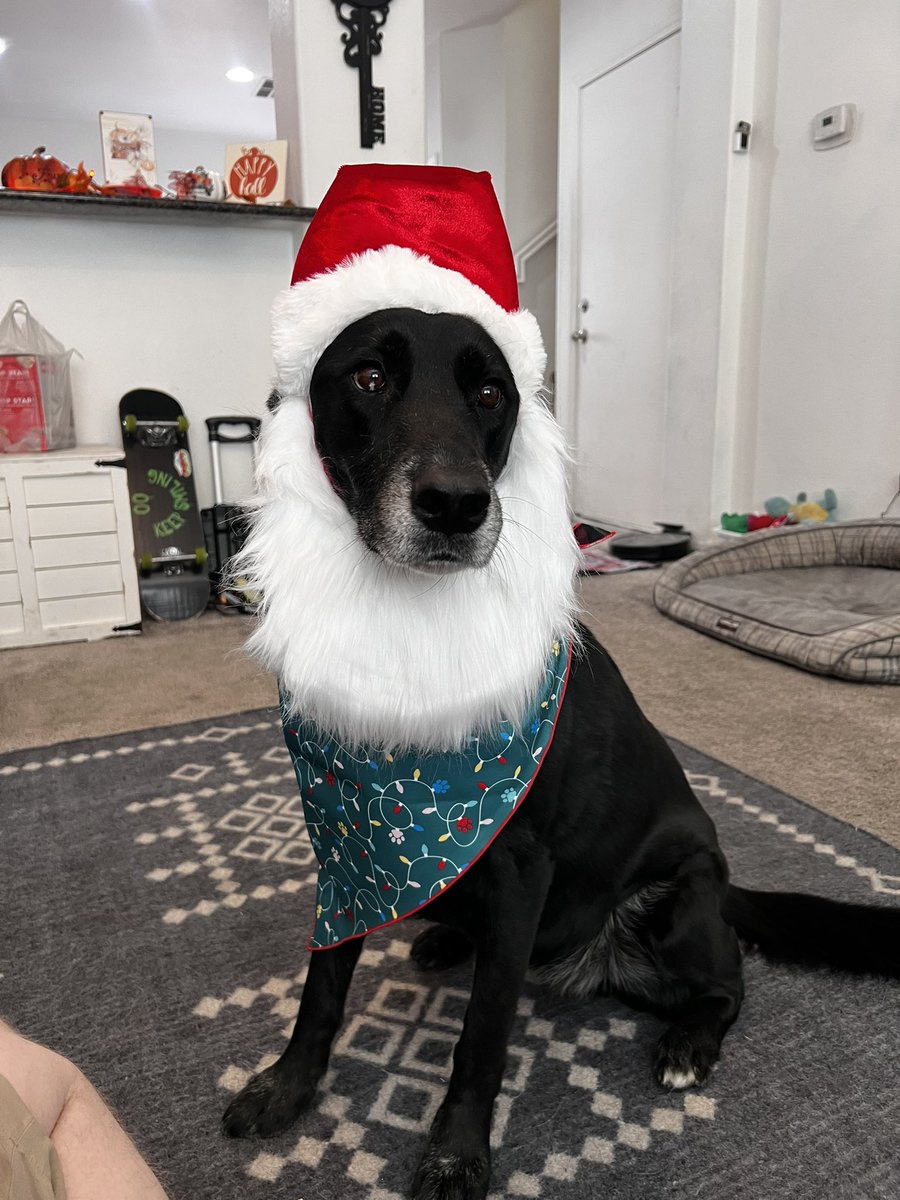 coflorcana's tweet photo. Santa came early this year 😍😂🐕‍🦺🎅 https://t.co/ysEAll6wrK