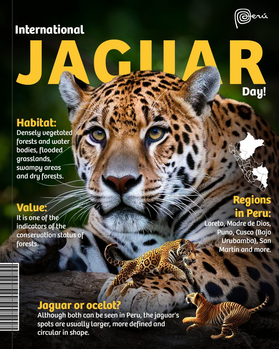 The most powerful feline in Peru! 💪

The jaguar, also known as otorongo in Peru, is considered the most imposing feline in the country. In the past, it was a symbol of power and prosperity, a deity for different ancient cultures.