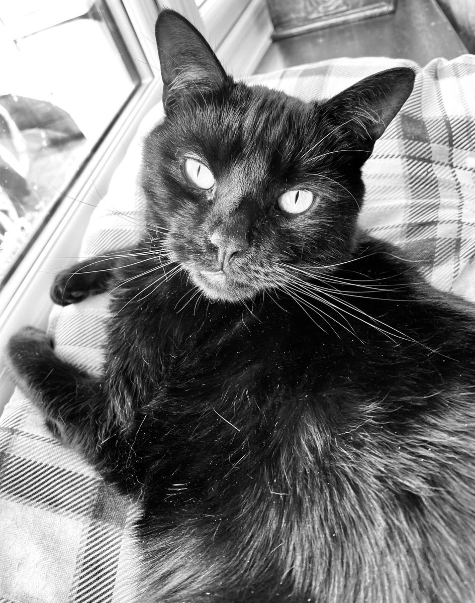 It’s #BlackCatFriday 

Black cats are every bit as wonderful as their more flamboyant tabby, ginger, long hair, you name it, cousins 😎