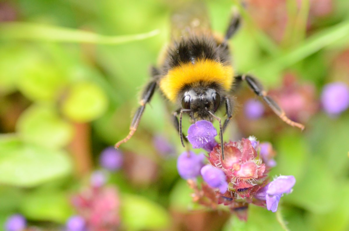 RewildingB's tweet photo. #RewildingWin: At Rewilding Denmarkfield bumblebee numbers have increased 116-fold in two years – from 35 to 4,056 – while doubling species diversity 🐝

The project shows how #rewilding and habitat restoration can reverse pollinator declines.

#RewildingBritain https://t.co/jJgTmejZTh