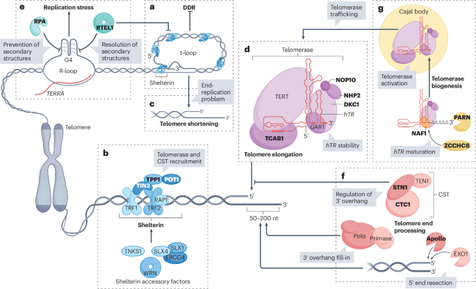 Now Online: Telomere function and regulation from mouse models to human ageing and disease go.nature.com/3D2Cu1m