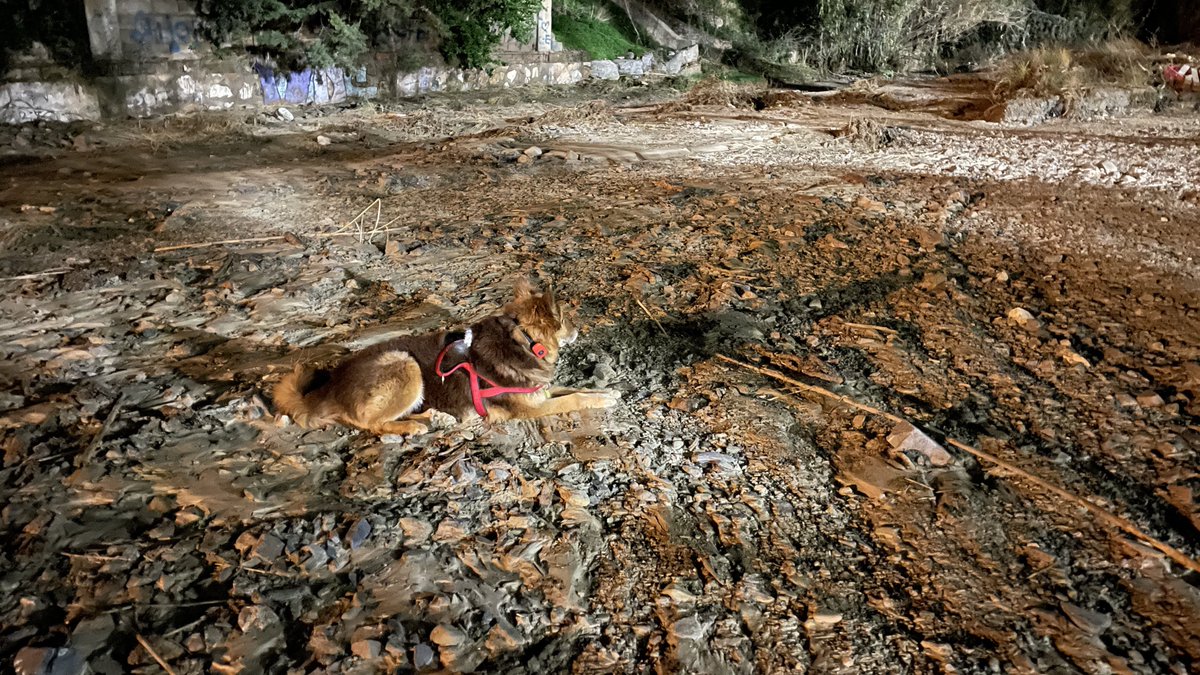 Juan R. Fenicio 菲南 👨🏽‍⚕️⚕️☣️🌍⛑🇪🇸🇹🇷🦇🐾 tweet media