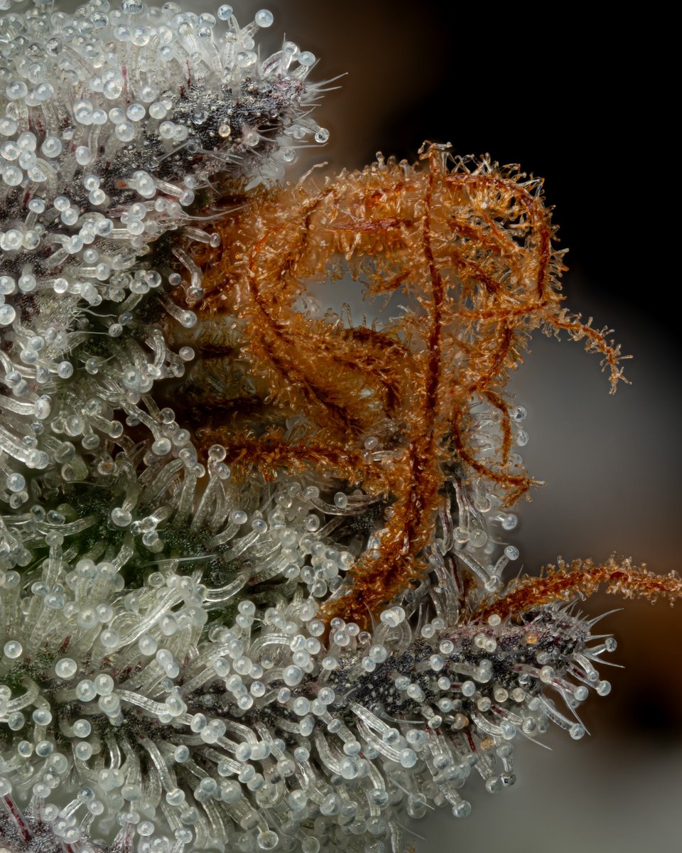 Been so busy with this harvest I forgot to check in w/ <a href="/TheCuratorCoME/">The Curator Co</a> 
Im not gonna post much cause he kills it but LOOK 👁️👁️
Hope everyone had a blessed 🦃 day!
Passion Snake 👈🏼 👉🏼 Zero Gravity