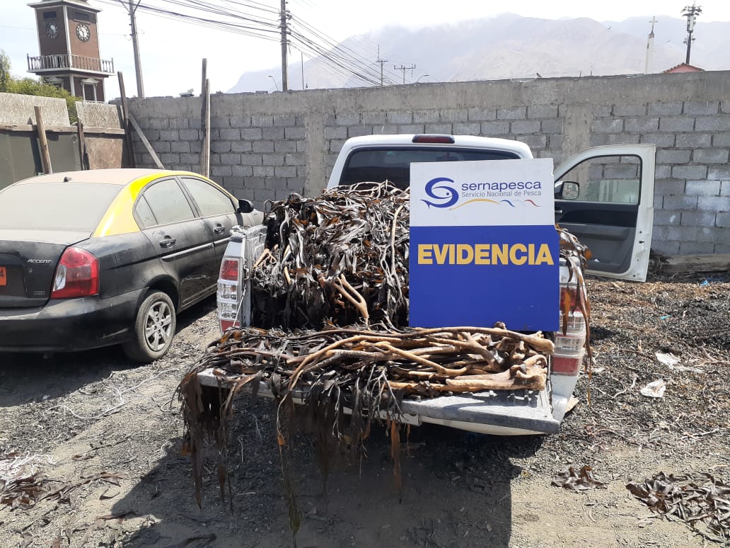 #Antofagasta: Una serie de fiscalizaciones realizadas junto a la Red Sustenta, respecto del cumplimiento de la normativa de algas pardas, permitió incautar más de una tonelada de estos recursos en el puerto de Tocopilla

Más detalles en: sernapesca.cl/noticias/incau…
