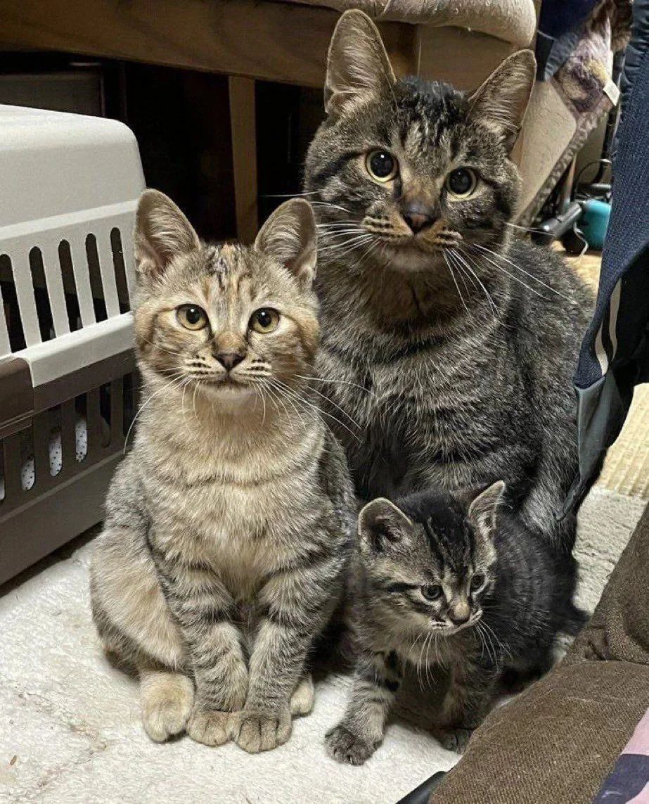 ShouldHaveCat's tweet image. family of three