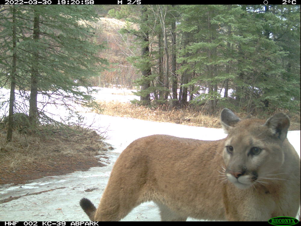 Friends of Kananaskis: November Newsletter - mailchi.mp/kananaskis/fri…