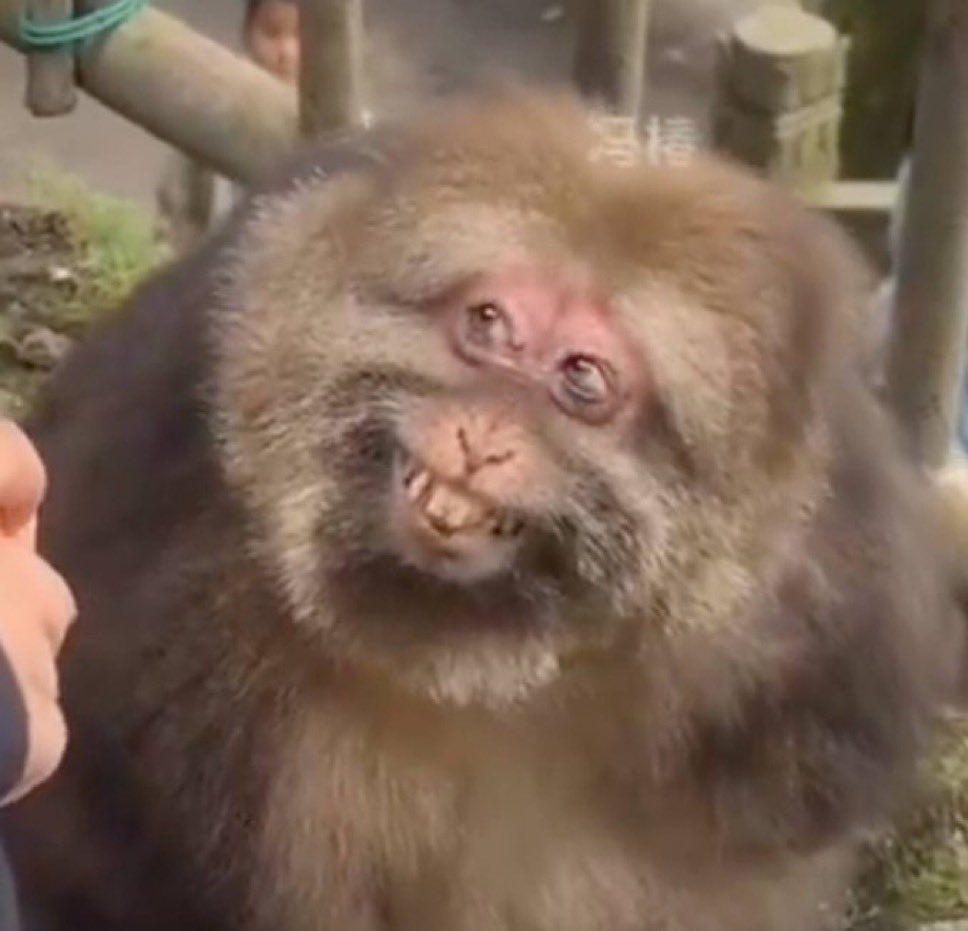 Big Oxtail Tony 🥩 🥷 (@retardio_paine) on Twitter photo <a href="/cryptoleon_xyz/">cryptoleon (final arc)</a> $xing
China is the meta
one arm monkey lost her arm in a bear trap 🪤
yeah you read that right Leon a bear trap
one arm to $1b it’s coded <a href="/cryptoleon_xyz/">cryptoleon (final arc)</a> $xing
China is the meta
one arm monkey lost her arm in a bear trap 🪤
yeah you read that right Leon a bear trap
one arm to $1b it’s coded