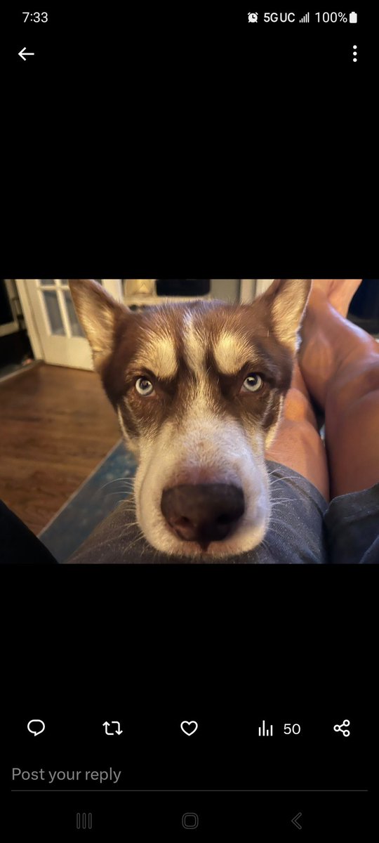 We lost our sweet boy Kitty early this morning.  Unexpected and happened fast.  Vet says probably a brain tumor.  He was only 5 1/2.  Rest In Puppy Heaven.  💔