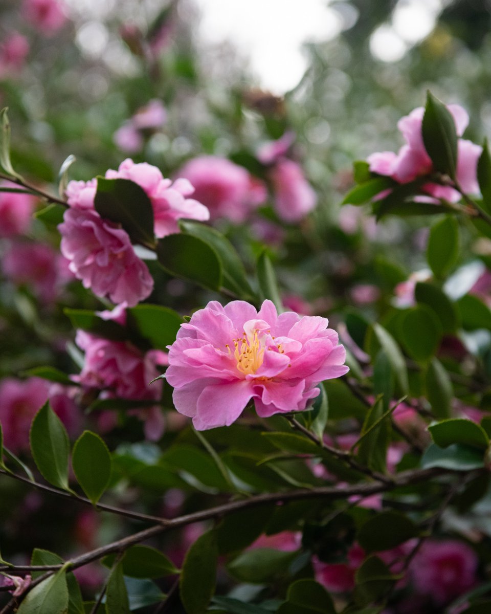 TheHuntington's tweet photo. Camellia season has arrived! 🌸 See flowers beginning to bloom now in the North Vista and Chinese Garden. https://t.co/jHpp9xYMr6