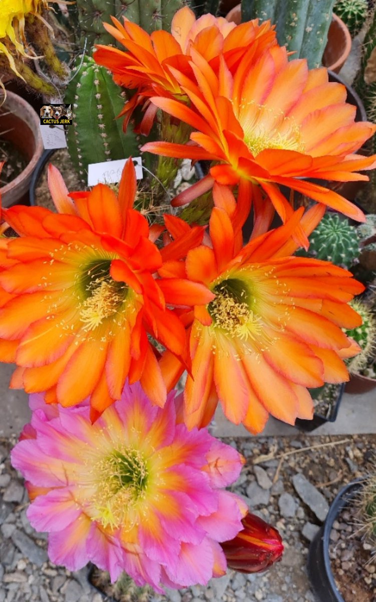 Cactus Jerk (@cactus_jerk) on Twitter photo 