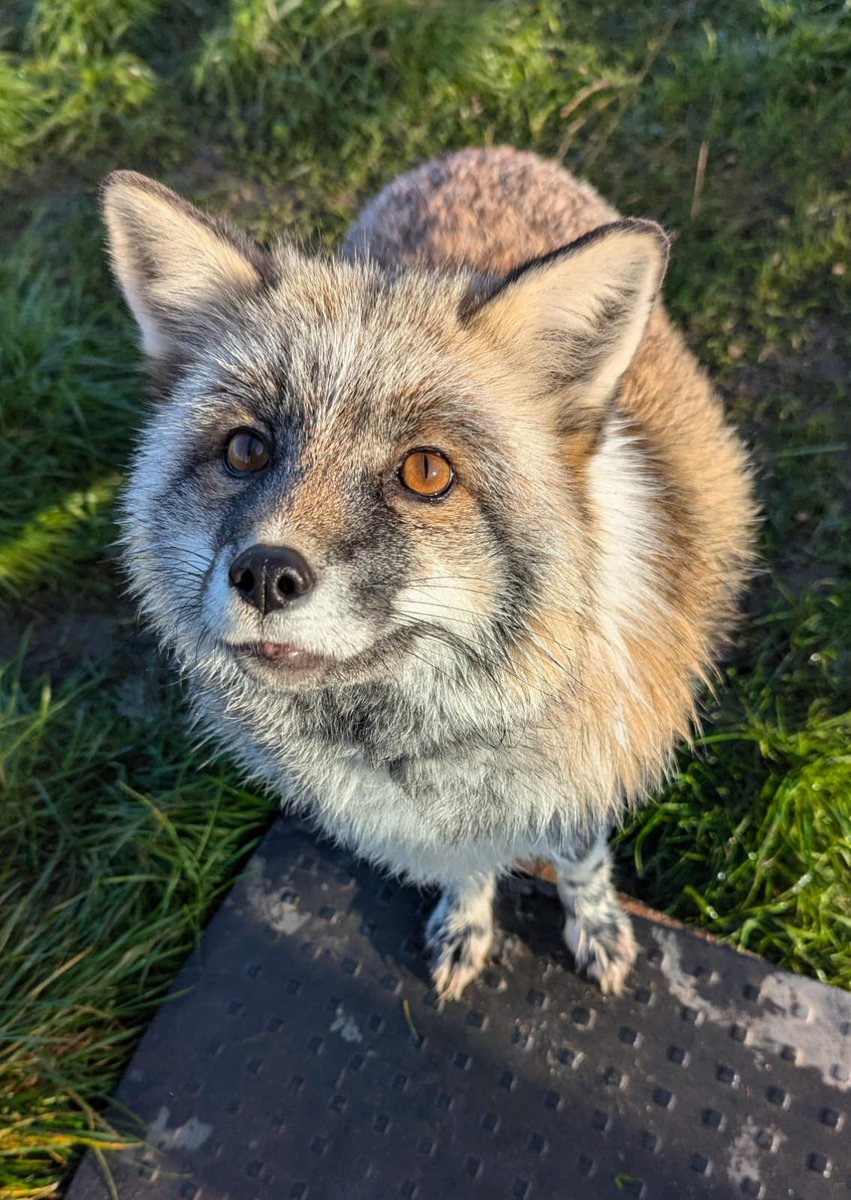 Kenco's definitely grown his cold weather fluff ready for winter.🦊❄️
#FoxOfTheDay