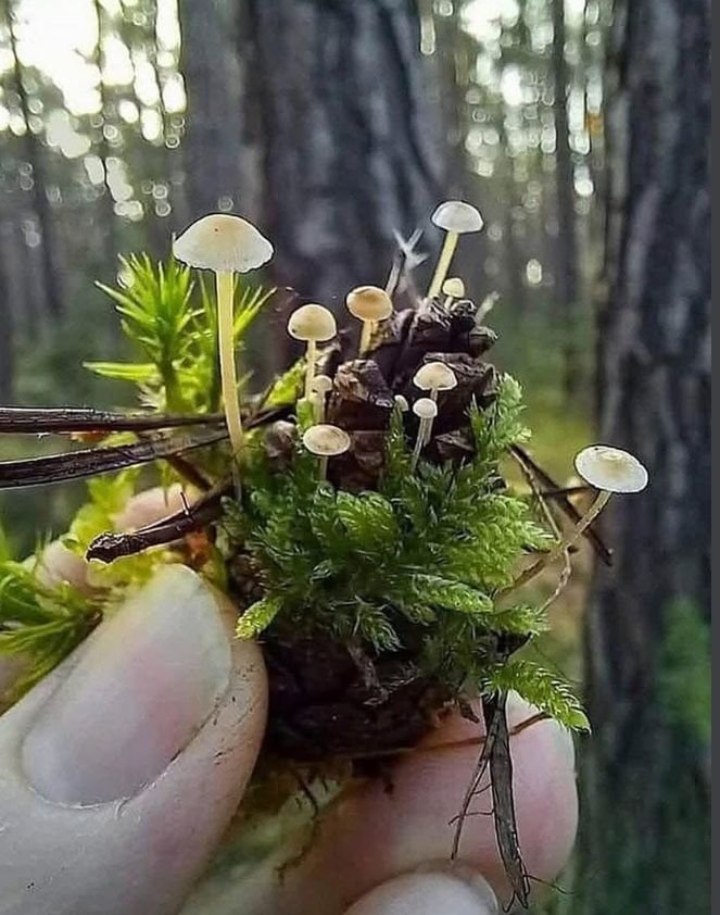 Mini forest on a pine cone.