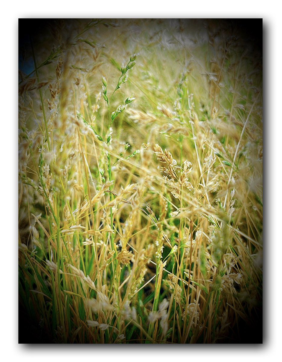 Grateful for “Poa 🌱 “