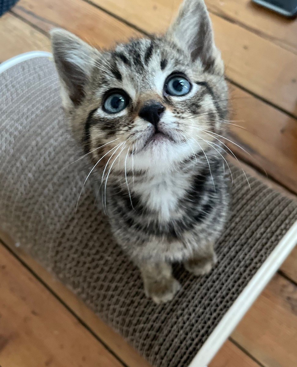 Homycat's tweet photo. Les griffoirs Homycat sont LES griffoirs #1 qui protègent votre canapé avec style ! 😻
🌍 Eco-friendly et fabriqué en France
🏆 Durée de vie incomparable
🇫🇷 Un produit de haute qualité 

Tous nos griffoirs sont disponibles sur https://t.co/Sy00I5HyY1 ! 🛒 https://t.co/w40tmVoaKn