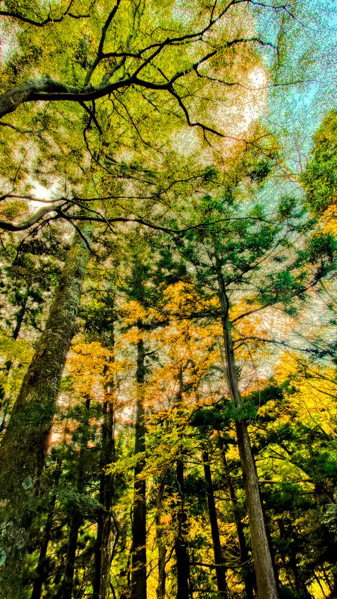 mvkqV4BWpFRLset's tweet image. 🌲山林の中🌳🌤️ん～別世界🌲