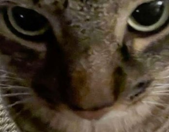 ˗ˏˋ𝑵𝘦𝘮𝘰𝘯𝘢 ⸻ .ᐟ tweet media