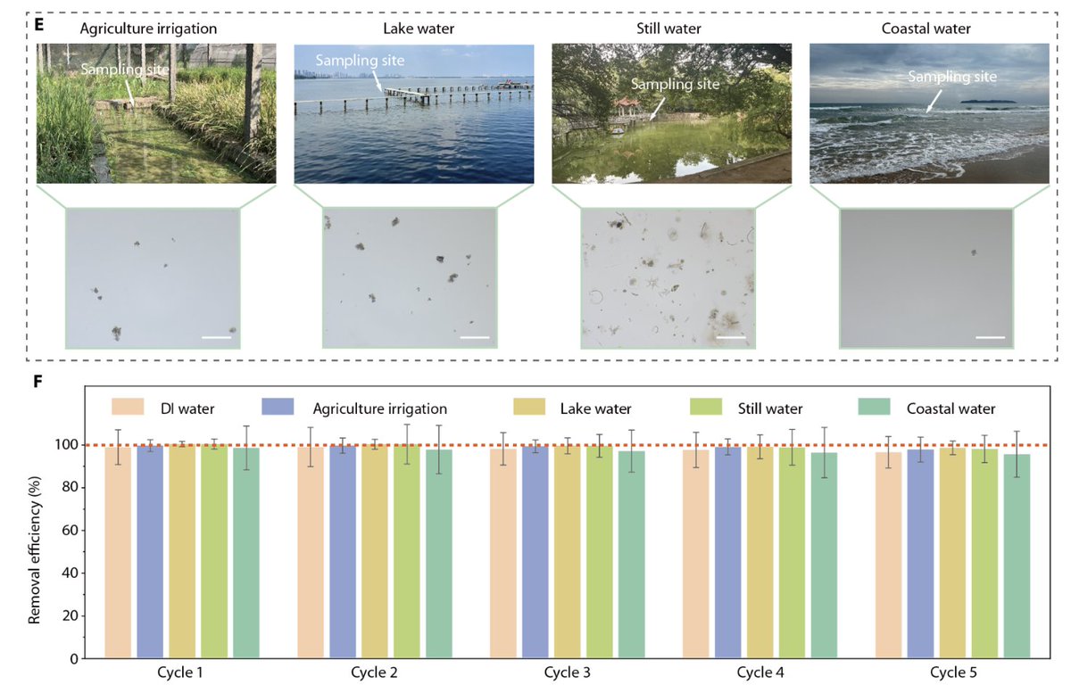 Eric Topol (@erictopol) on Twitter photo Discovery of a biomass foam for potentially 98%+ removal of microplastics from water <a href="/ScienceAdvances/">Science Advances</a> science.org/doi/10.1126/sc… Discovery of a biomass foam for potentially 98%+ removal of microplastics from water <a href="/ScienceAdvances/">Science Advances</a> science.org/doi/10.1126/sc…