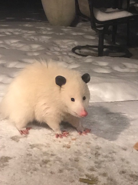 Possumeveryhour.io tweet media