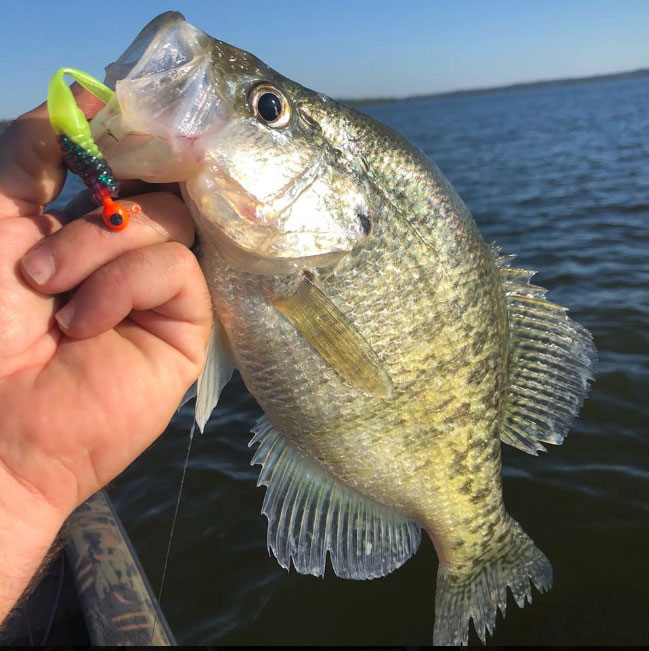 Fishing brush piles with the <a href="/Bobby_Garland/">Bobby Garland</a> Slab Slay’R is an excellent way to attract feeding crappie when vertical jigging. The dancing tail on this bait creates irresistible movement that crappie can’t resist.

lurenet.com/bobby-garland-…

#BobbyGarland #CrappieFishing #Crappie
