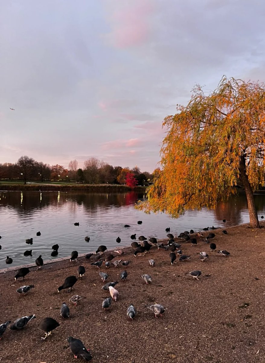 A serene moment captured as a flock of birds gathers by the tranquil lake. Nature's beauty never ceases to amaze. 🕊️🌊