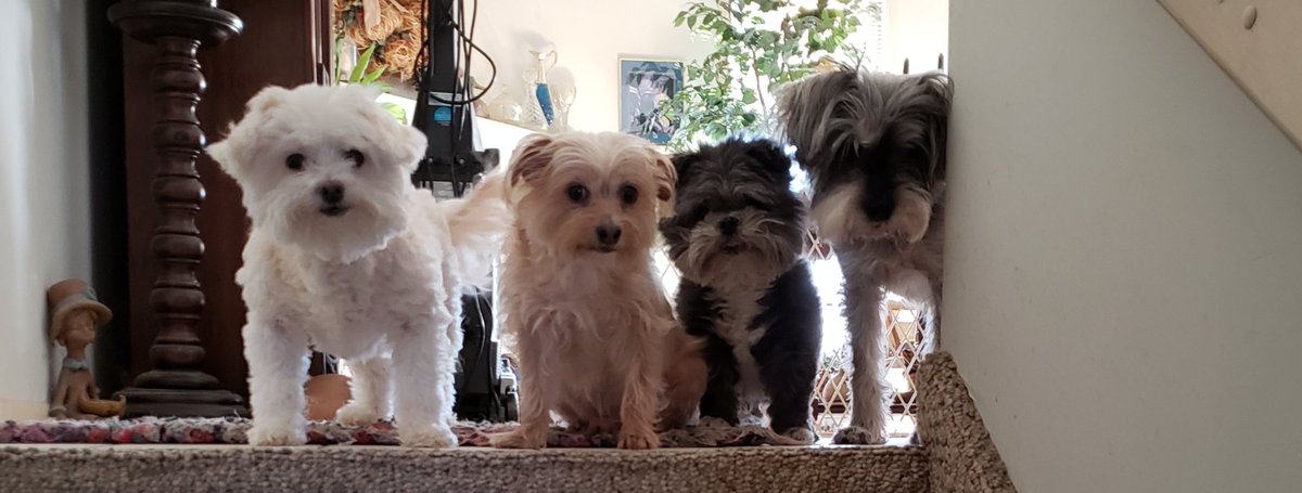 ArdyB's tweet photo. @buitengebieden Gertie ❤ Spud 🌈 Moose ❤ Scruffy 🌈. 🇺🇸🇺🇸🇺🇸🇺🇸🇺🇸 https://t.co/F1vw4o5xvk