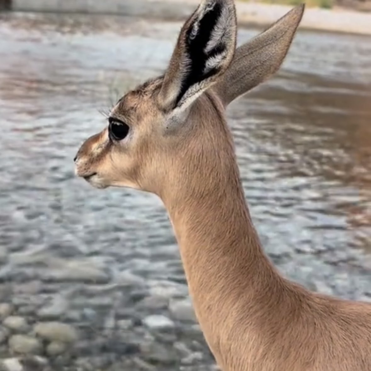 ㅤㅤㅤㅤ

͏ 

͏يضربون بنورك الطاغي مثال 
منزلك عالي وشانك مرتفع ..