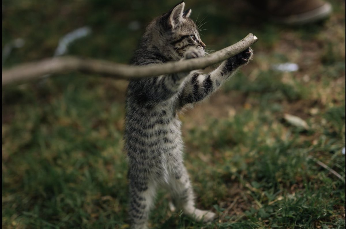 #ElClubYLasRatas 😻😻😻