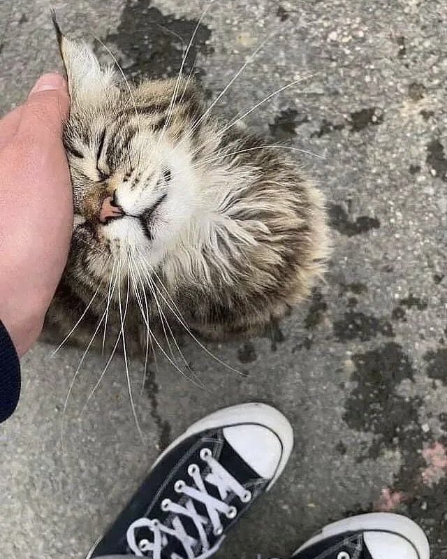 PunchingCat's tweet photo. me everytime i see a cat: https://t.co/U1NS7Ge8fC
