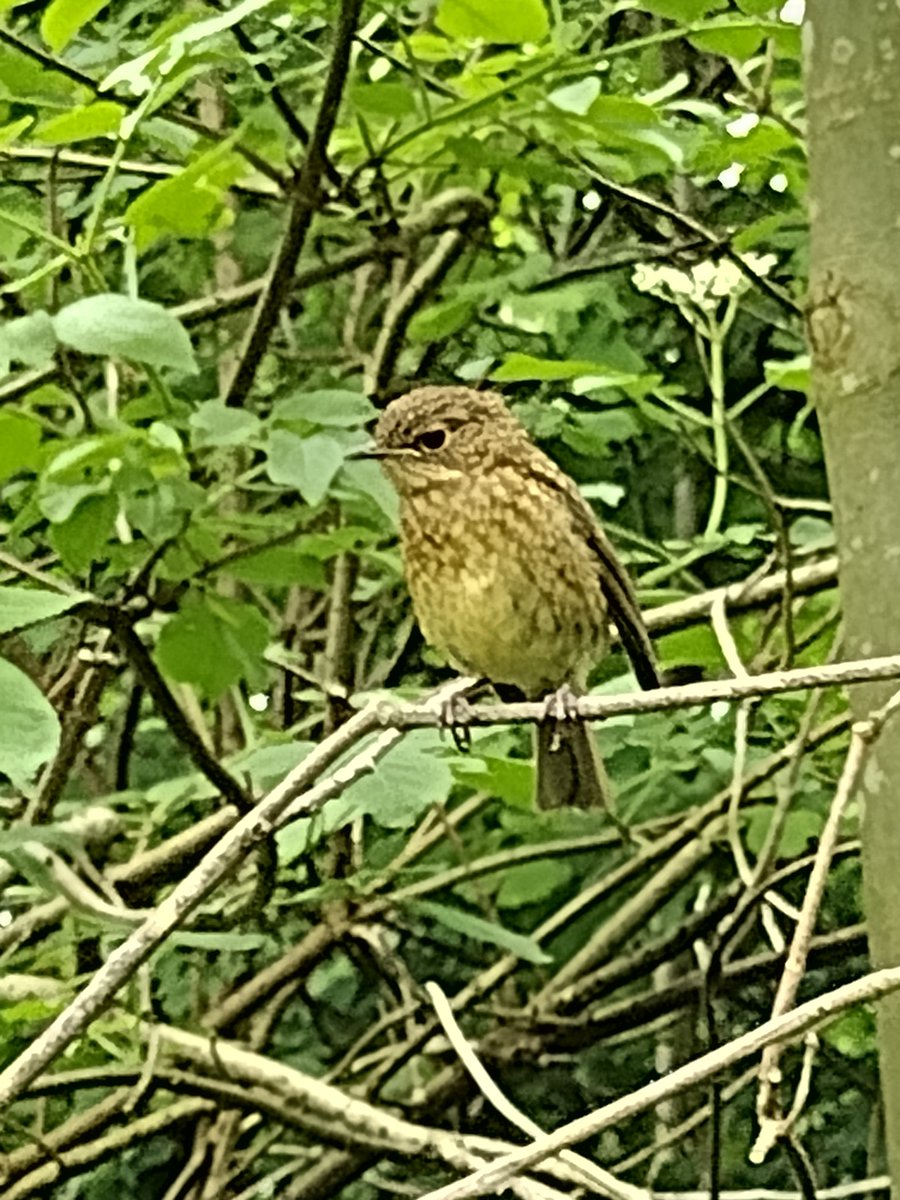Vincent Van Gogh
"If you truly love nature, you will find beauty everywhere" 
#nature 
#birds 
#positivity