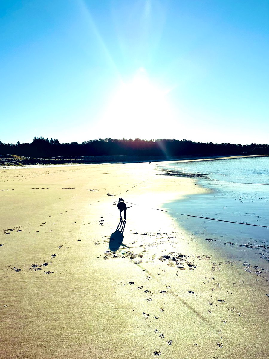 SkylarkArtist's tweet image. Sun path…
have a lovely evening 
#whippet #Poppy #beach #walk
#ScottishHighlands #sunshine
🌟🐕‍🦺🌊