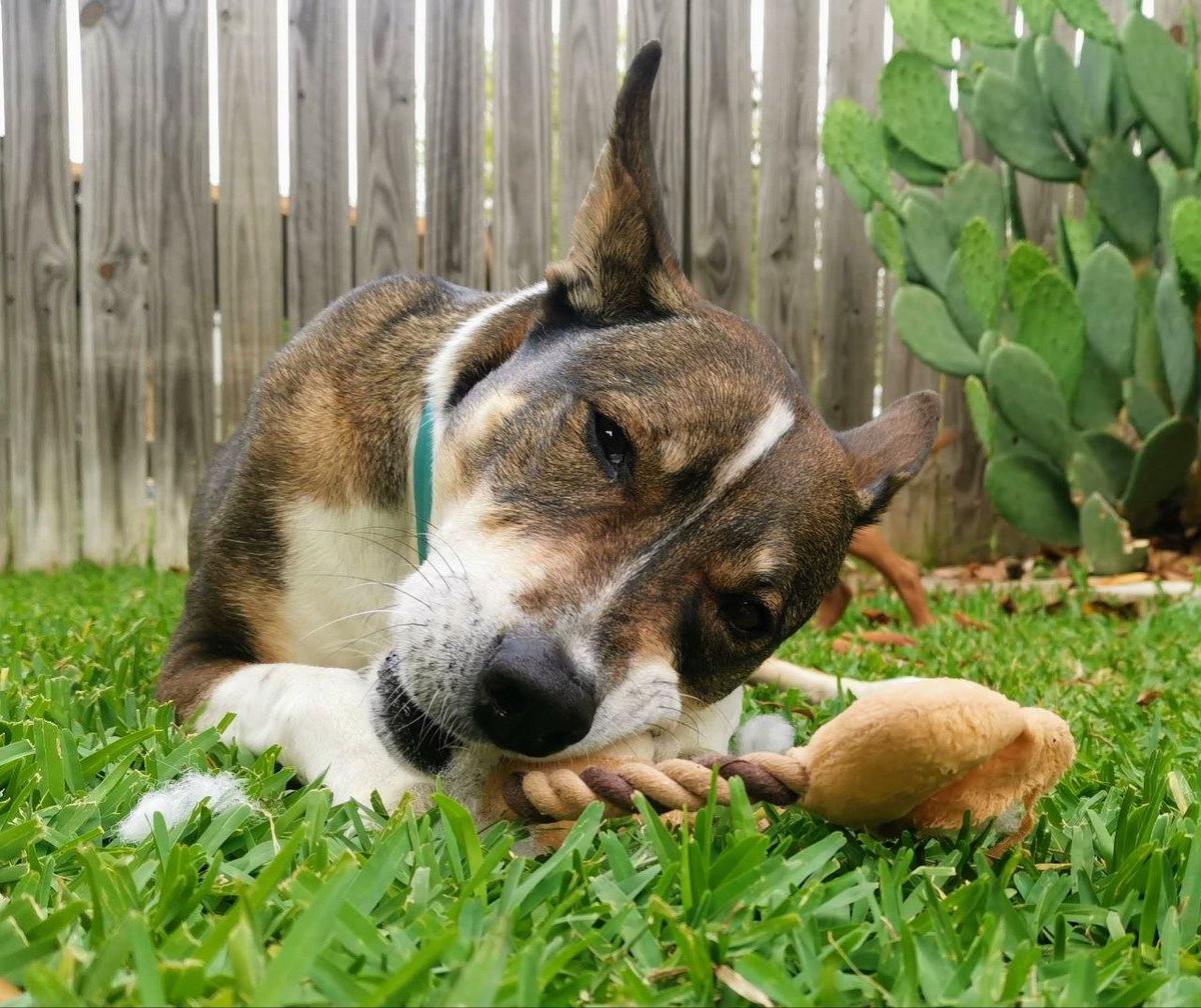 Cannibal Cervine tweet media