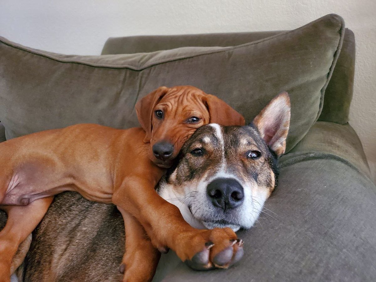 Cannibal Cervine tweet media