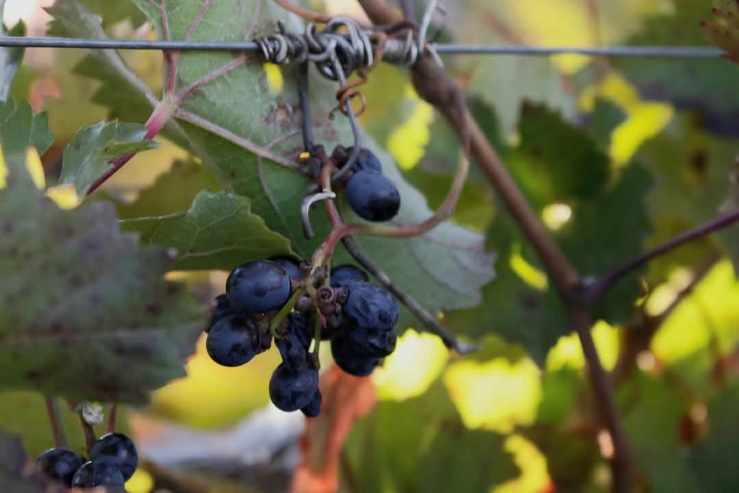 🍁 El otoño es una estación mágica en el mundo de la viticultura. En este momento del año, nuestros viñedos se visten de colores cálidos y las labores en el campo adquieren un ritmo diferente.
.
.
#pardevalles #prietopicudo #albarin #doleon #bodegapardevalles #enoturismo #leonesp