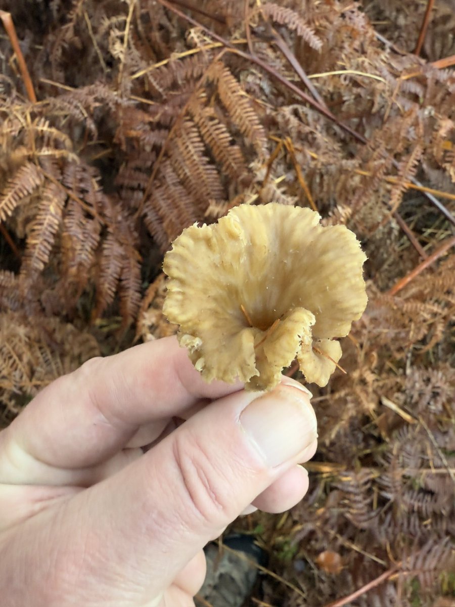 Winter chanterelles (Craterellus tubaeformis), with pine &amp; in a plantation. These have gone through a day of snow, 5 recent days with night time temps below freezing and frosts. Always amazes me how they survive and still look so strong. #FungiFriday
