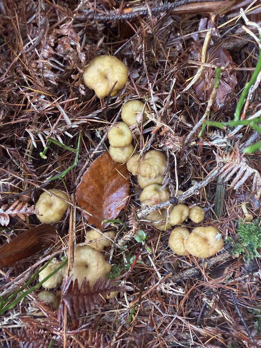 absolutelywild's tweet photo. Winter chanterelles (Craterellus tubaeformis), with pine &amp; in a plantation. These have gone through a day of snow, 5 recent days with night time temps below freezing and frosts. Always amazes me how they survive and still look so strong. #FungiFriday https://t.co/VUtswgeHOq