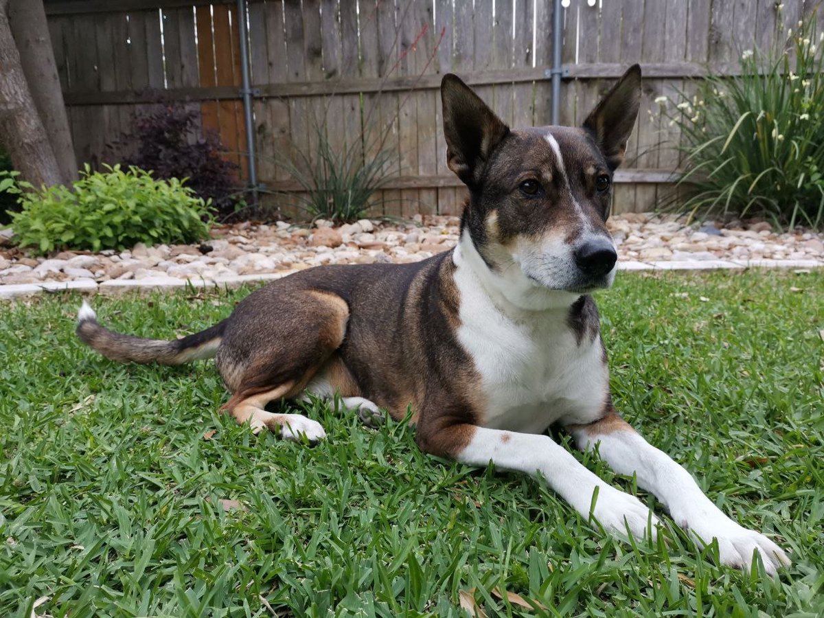 Cannibal Cervine tweet media