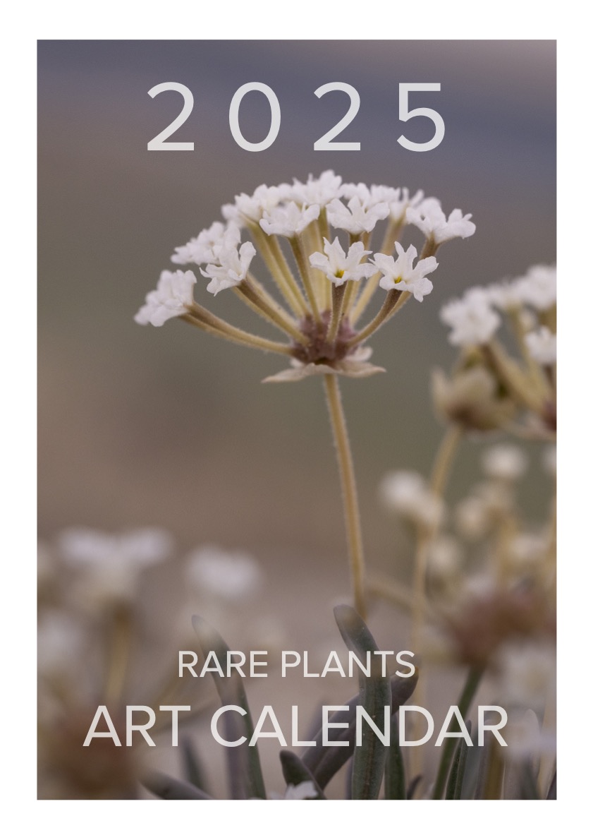 ✨ The 2025 Southwest Rare Plants Calendar is here! ✨

Every purchase supports the Institute for Applied Ecology's Southwest Office, funding crucial efforts to save the plants and habitats that are vital to our ecosystems and future. 🌱 Visit appliedeco.org to purchase