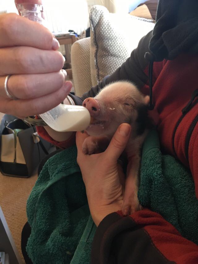 Martha Roberts tweet media