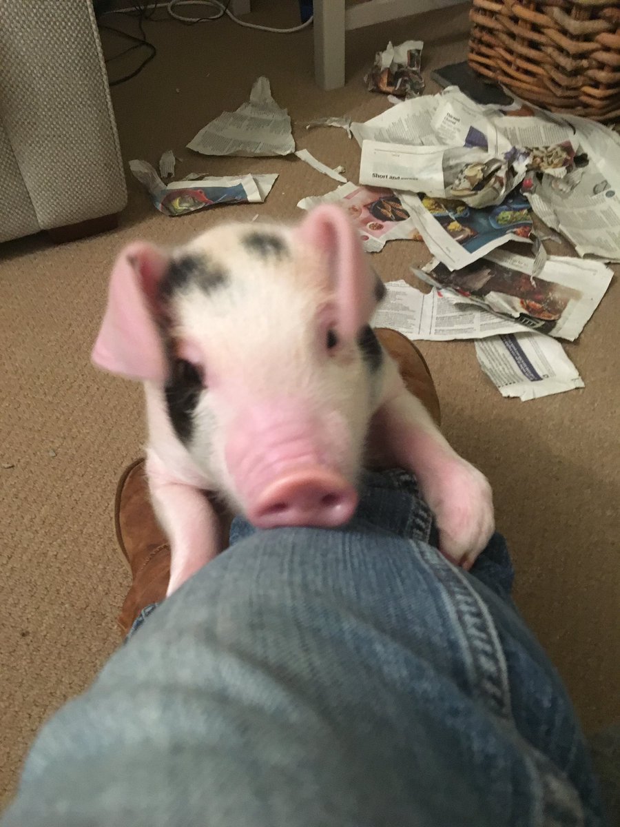 Martha Roberts tweet media